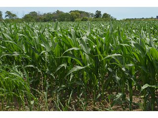 Property photo 97 - LAND AUCTION - 215+/- ACRES OFFERED IN 6 TRACTS IN VAN WERT COUNTY, OHIO